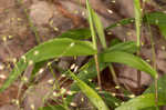 Variable panicgrass